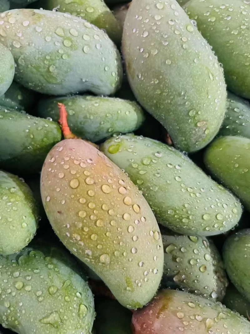 大青芒，无籽芒