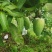 大青芒，无籽芒