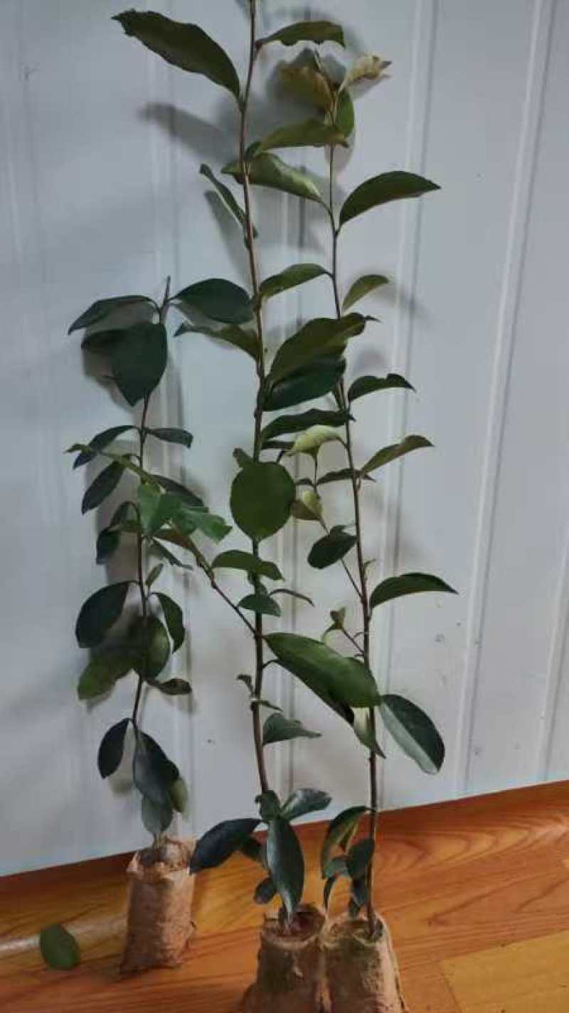 油茶袋苗长林系油茶杯苗，嫁接油茶苗