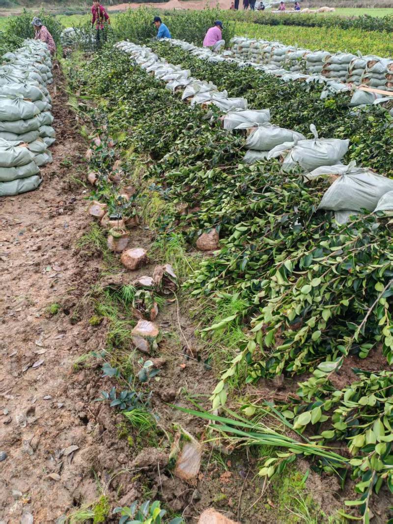 油茶袋苗长林系油茶杯苗，嫁接油茶苗