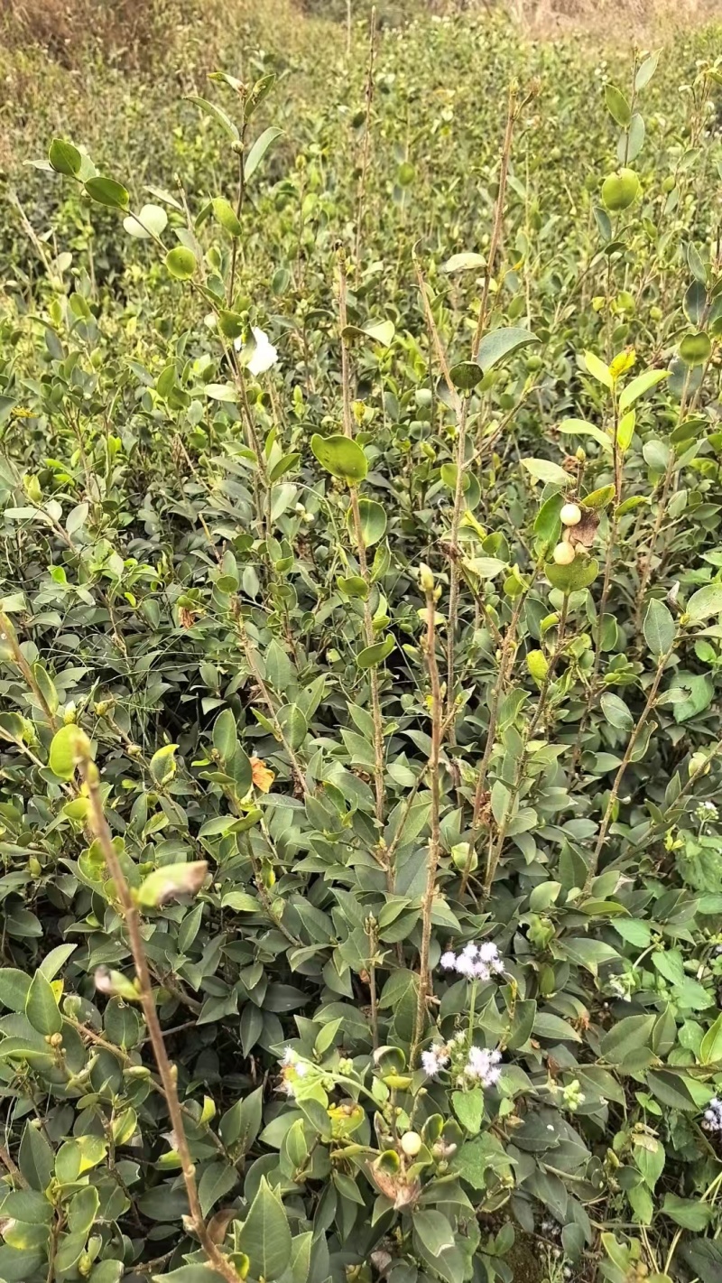 油茶袋苗长林系油茶杯苗，嫁接油茶苗
