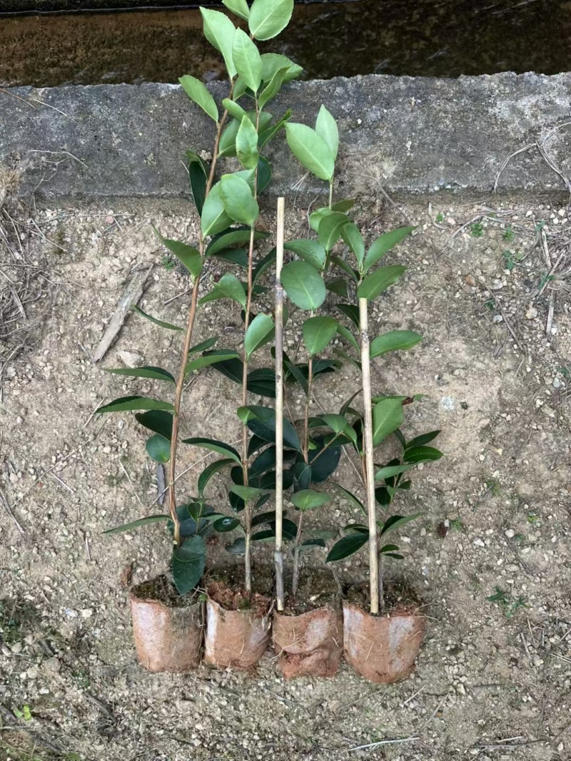 油茶袋苗长林系油茶杯苗，嫁接油茶苗