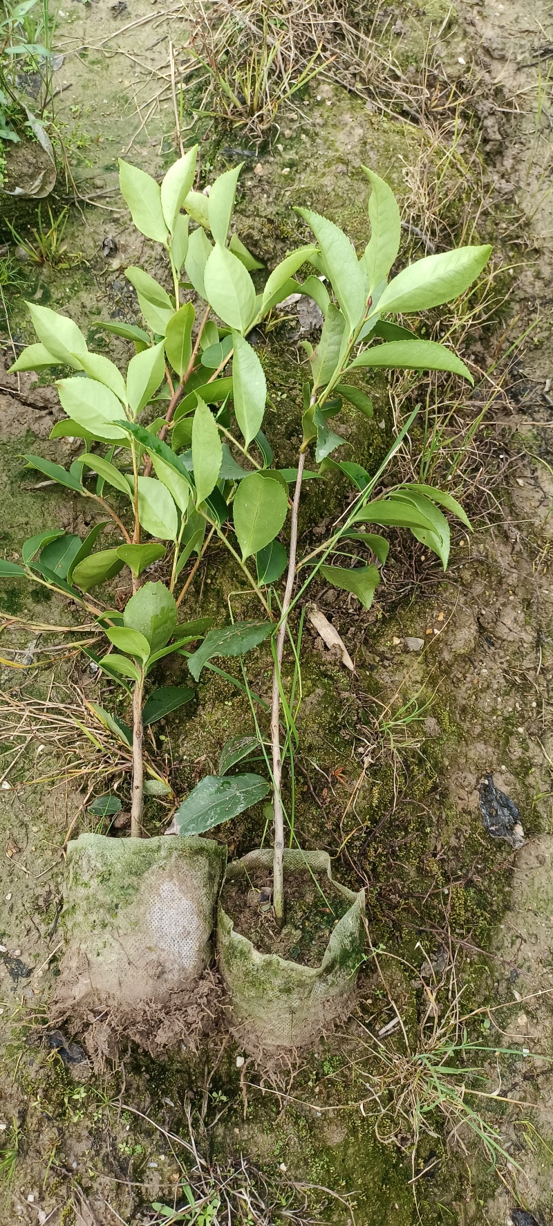 油茶袋苗长林系油茶杯苗，嫁接油茶苗