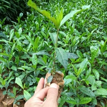 黄栀子苗
