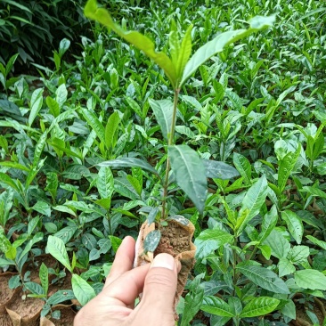 黄栀子苗