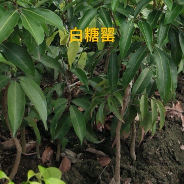 白糖罂荔枝苗