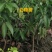 白糖罂荔枝苗