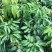 白糖罂荔枝苗