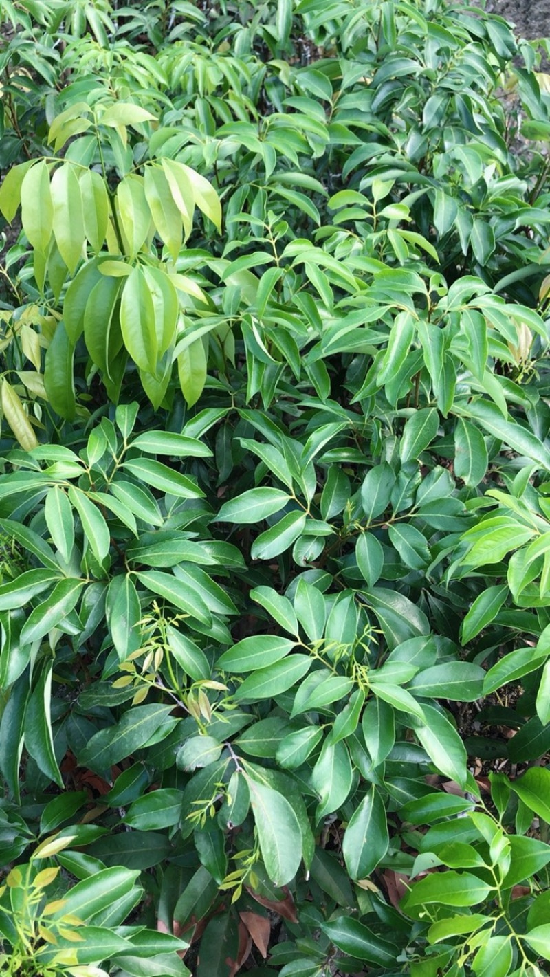 白糖罂荔枝苗