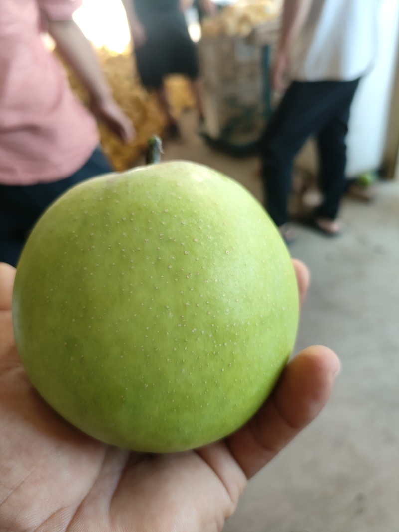 酥脆一号梨，支持电商平台社区团购，批发市场，外贸采购等。
