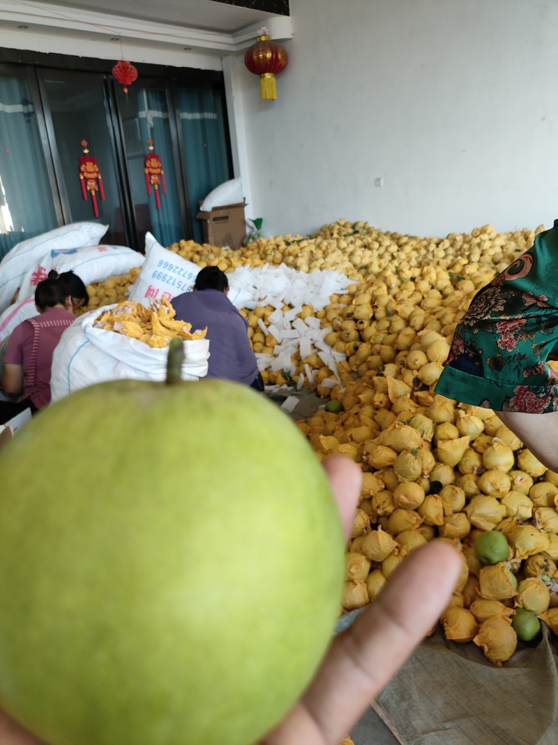 酥脆一号梨，支持电商平台社区团购，批发市场，外贸采购等。
