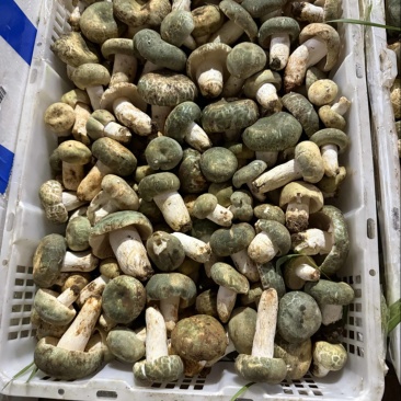 青头菌野生菌青头菇