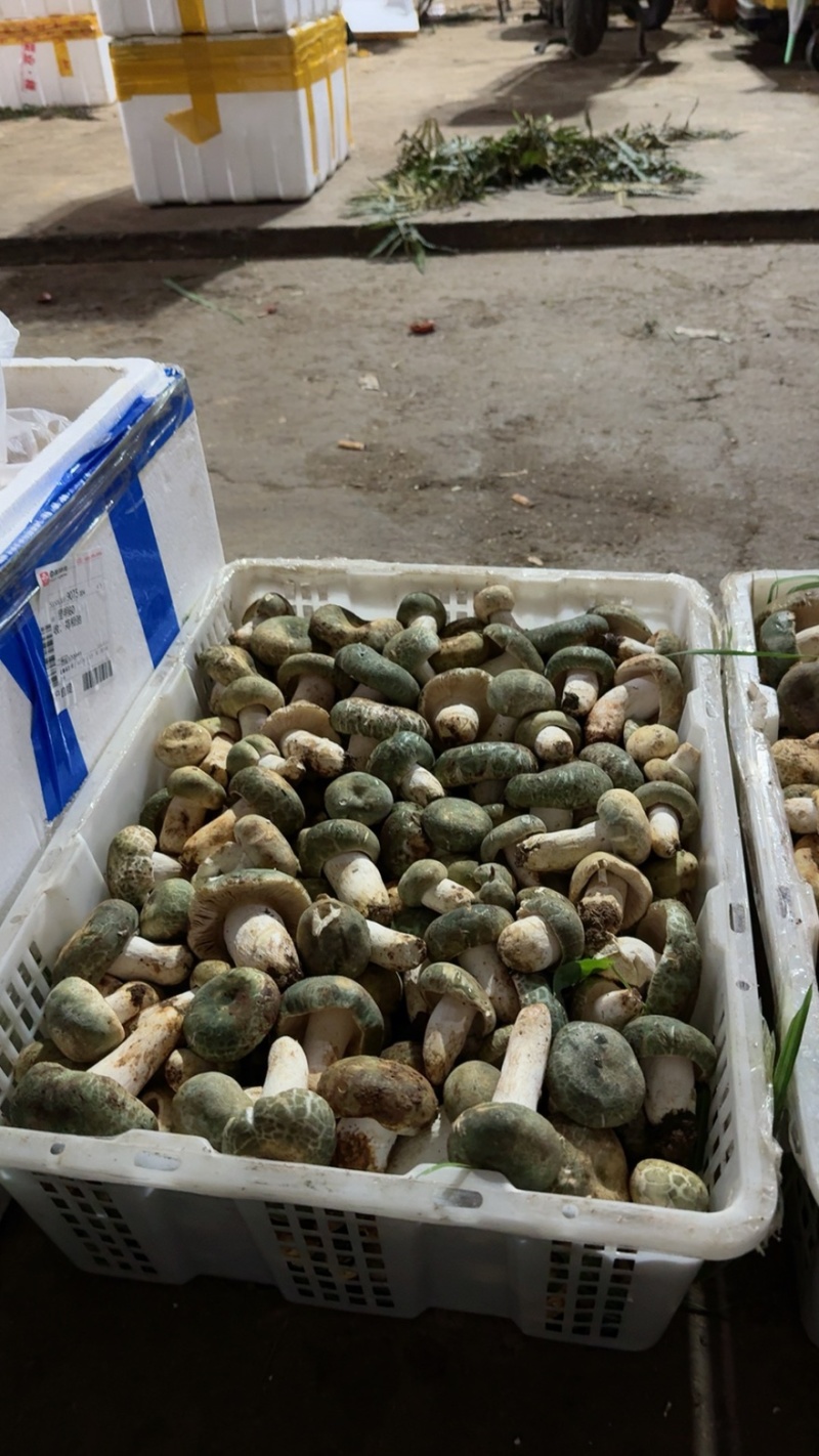 青头菌野生菌青头菇