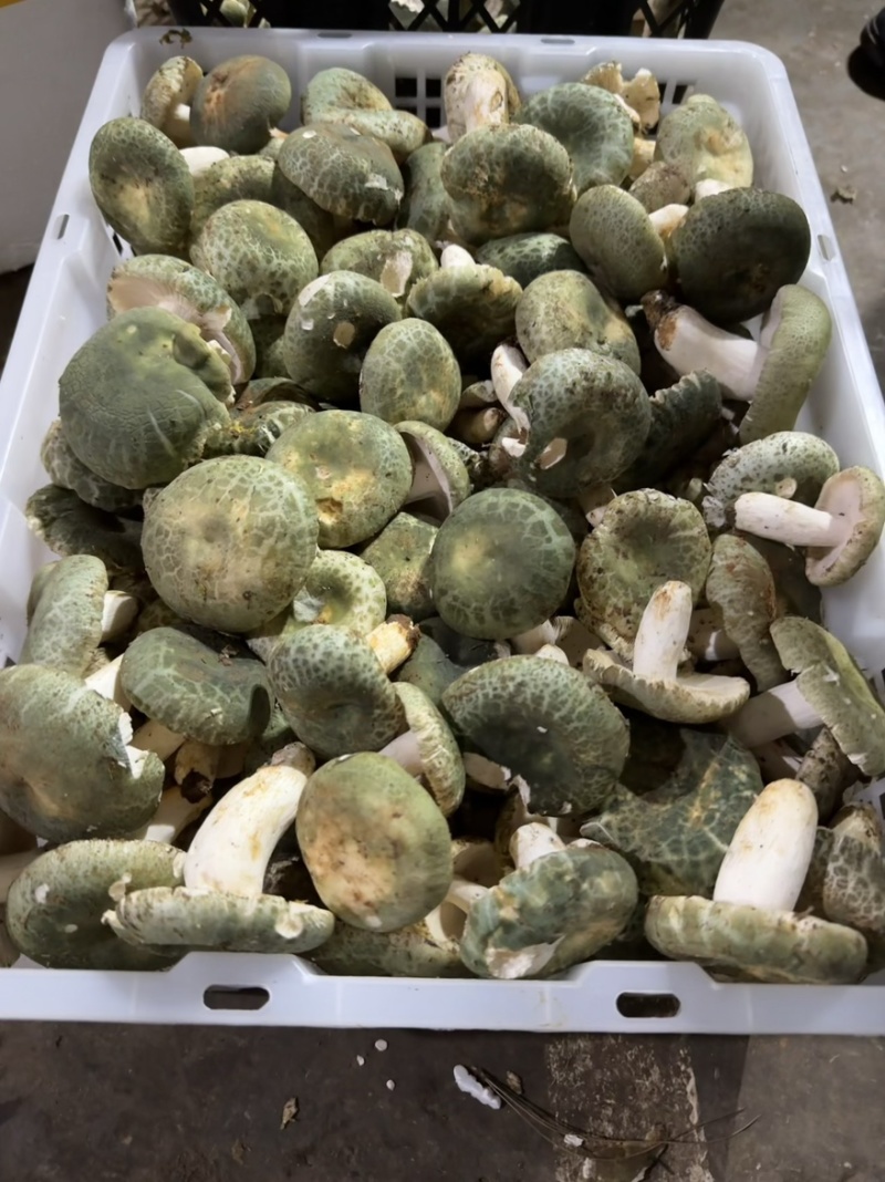 青头菌野生菌青头菇