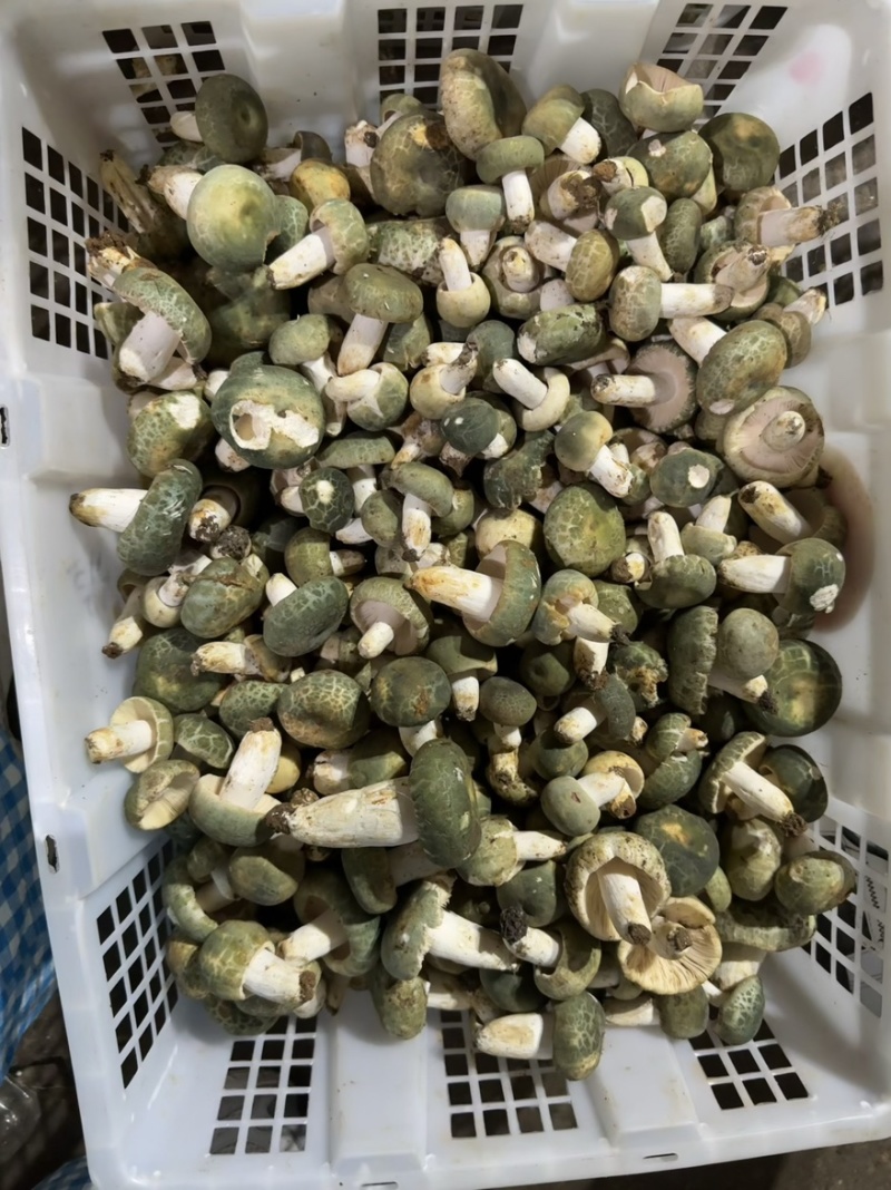 青头菌野生菌青头菇