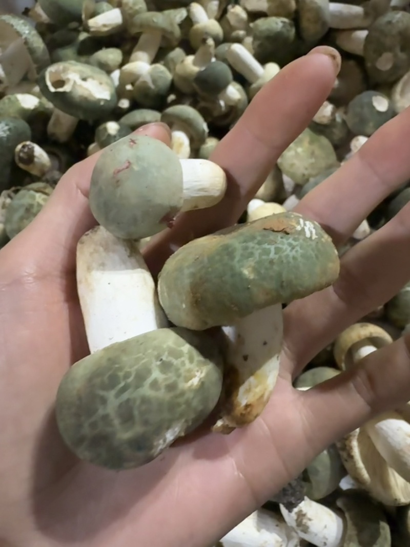 青头菌野生菌青头菇