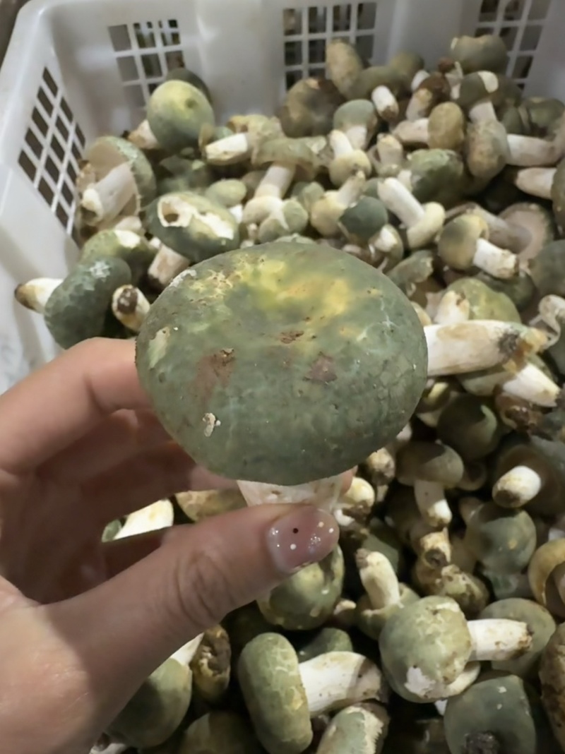 青头菌野生菌青头菇