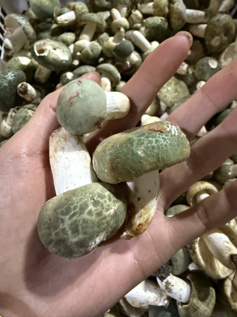 青头菌野生菌青头菇