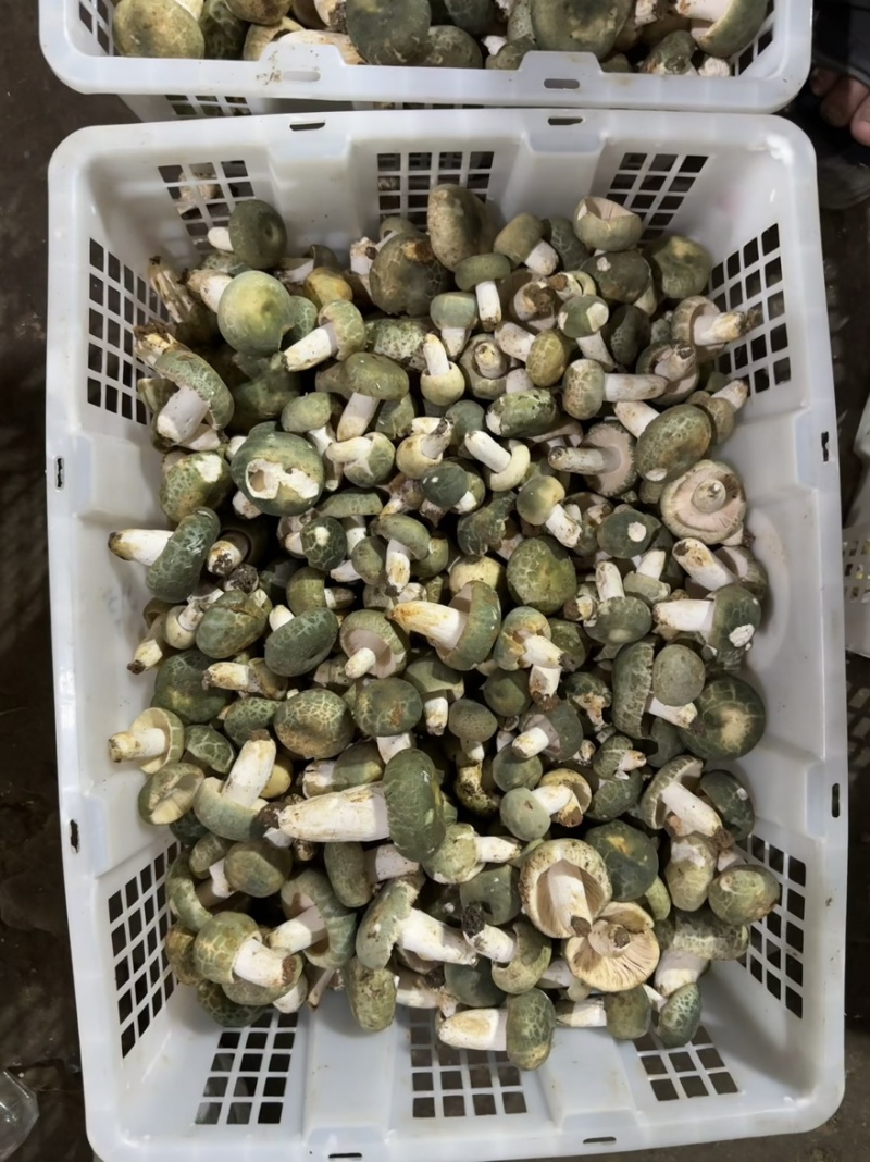 青头菌野生菌青头菇