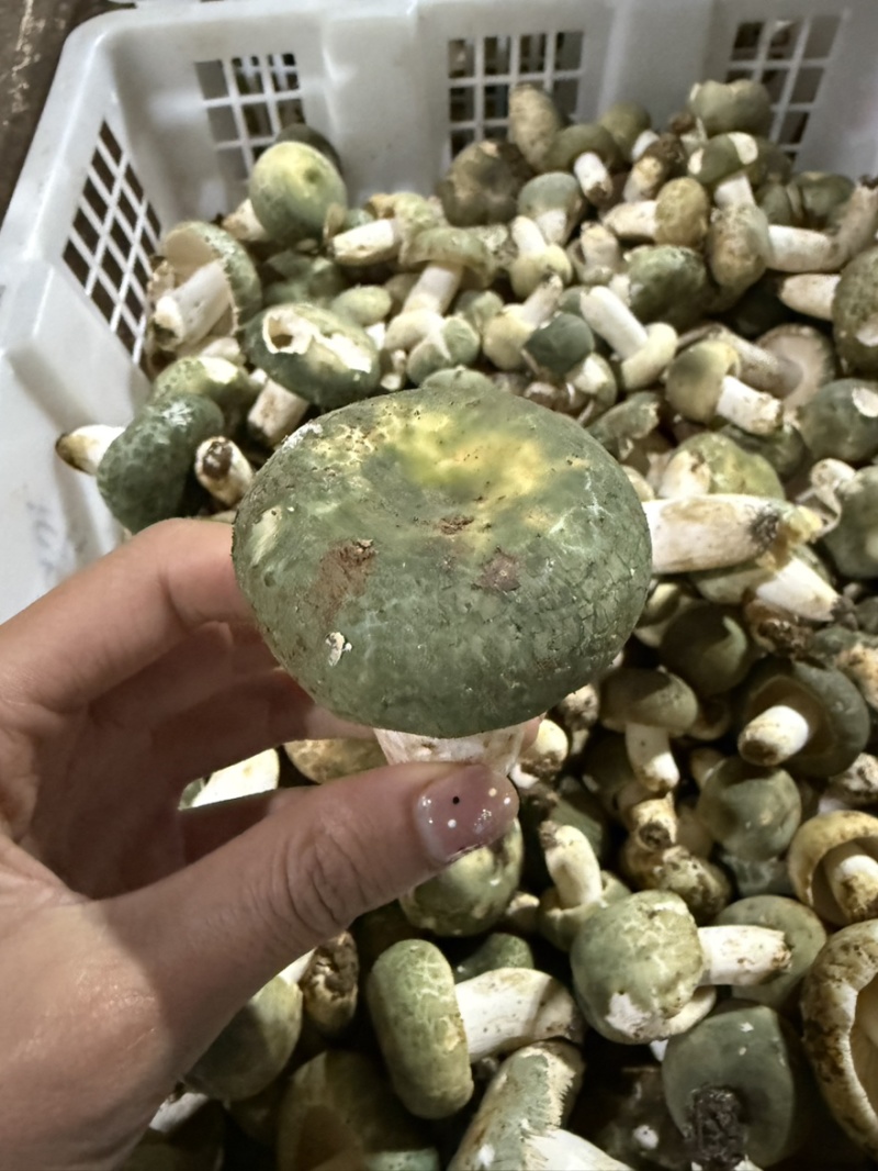 青头菌野生菌青头菇