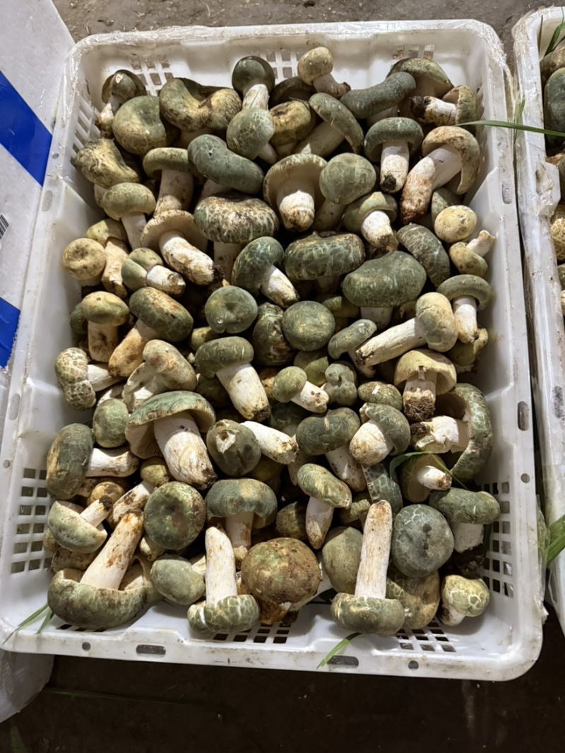 青头菌野生菌青头菇