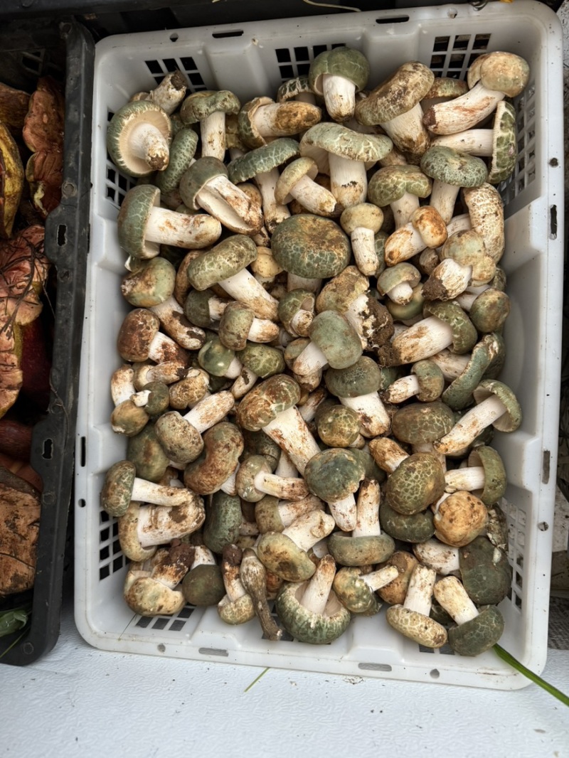 青头菌野生菌青头菇