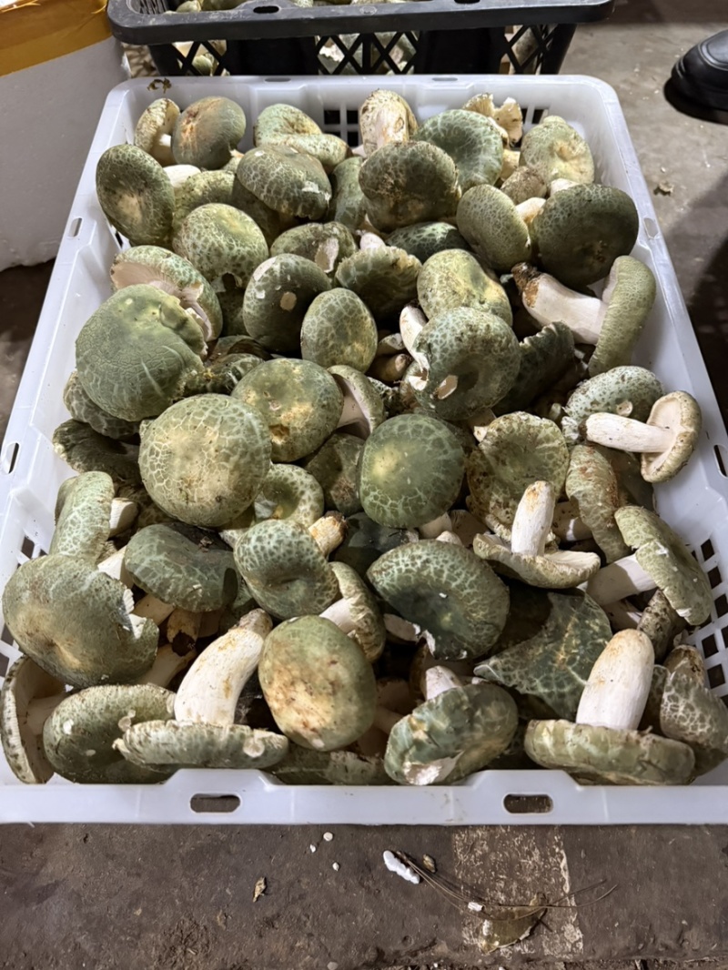 青头菌野生菌青头菇