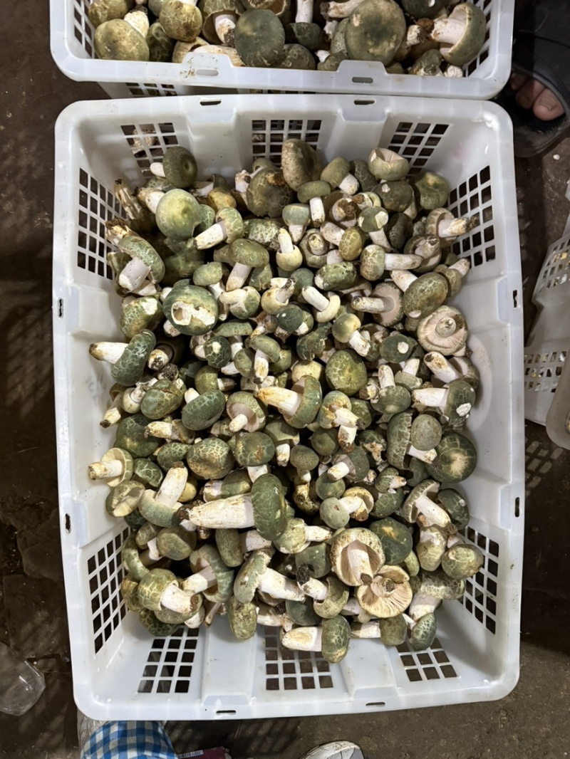 青头菌野生菌青头菇
