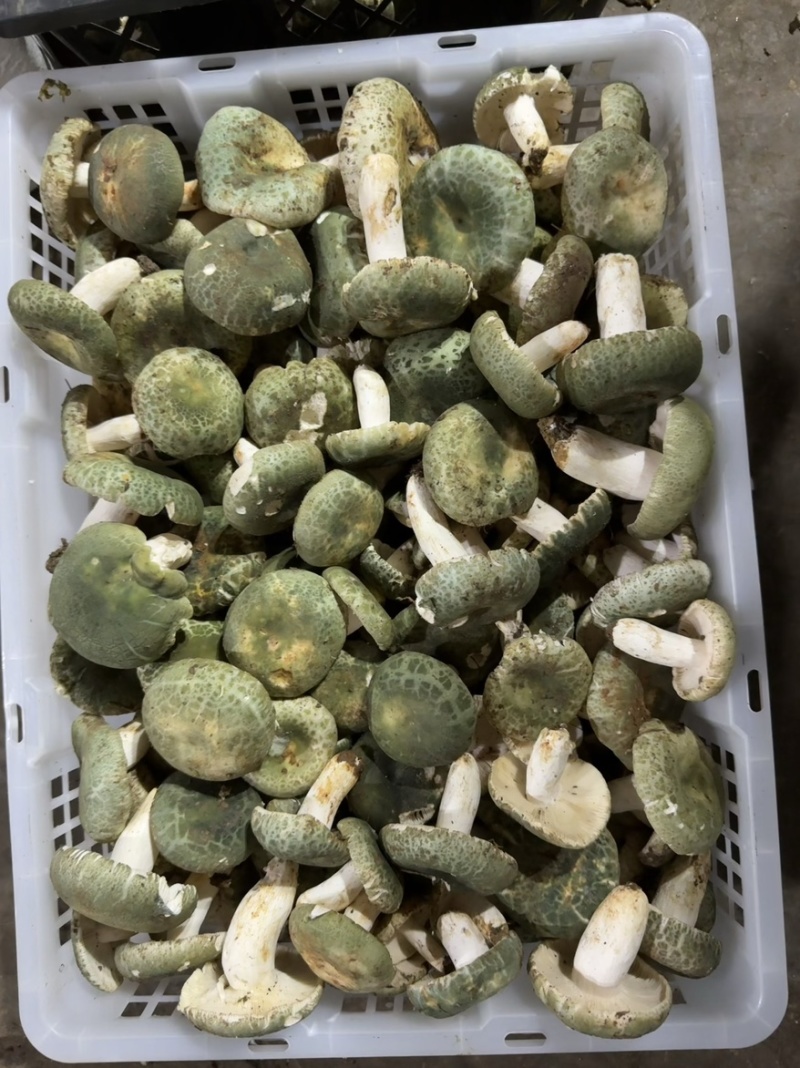 青头菌野生菌青头菇