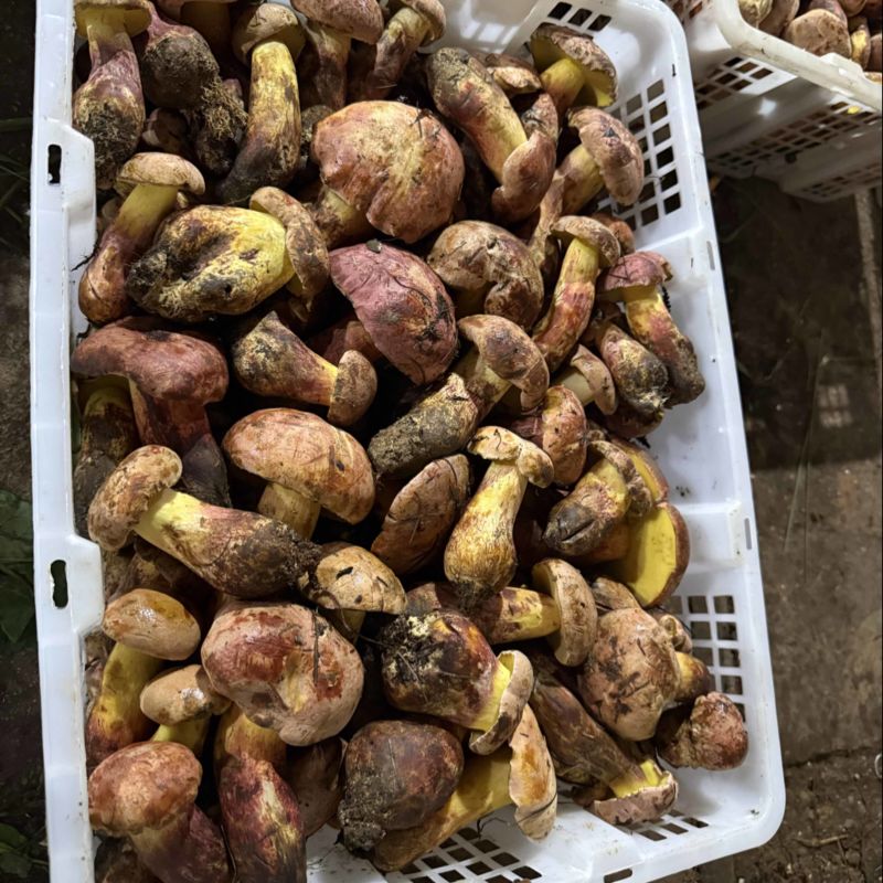 见手青红葱牛肝菌干片鲜货野生菌