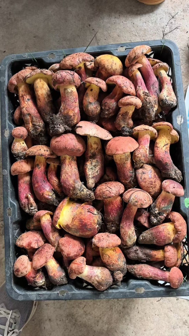见手青红葱牛肝菌干片鲜货野生菌