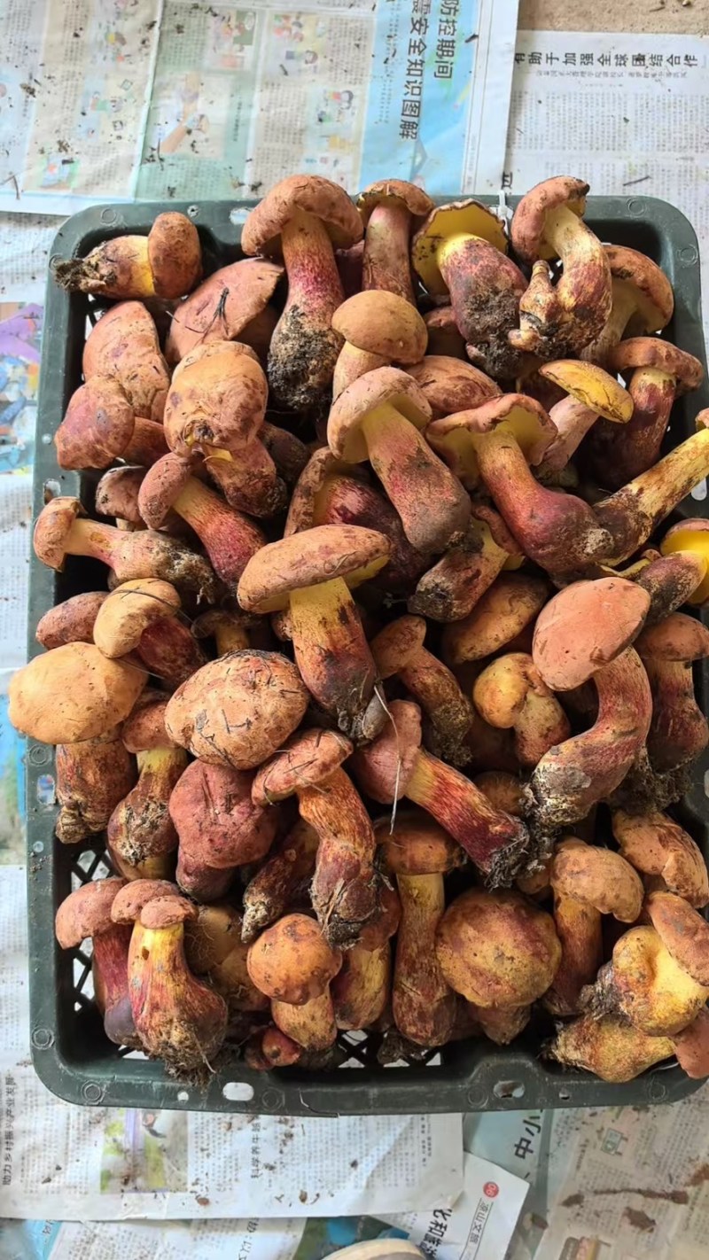 见手青红葱牛肝菌干片鲜货野生菌