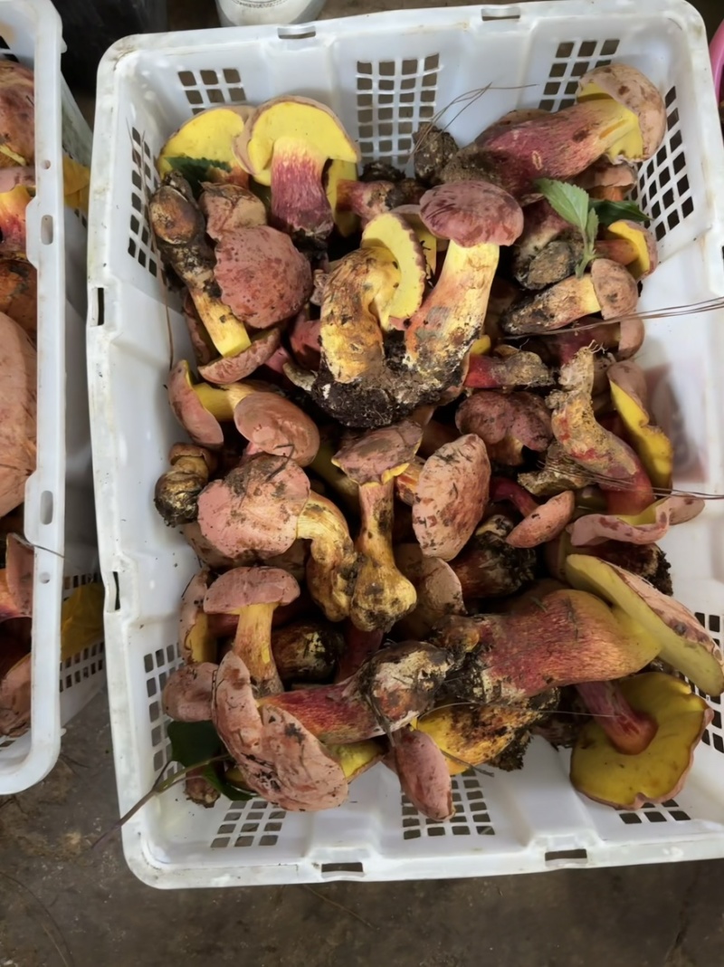 见手青红葱牛肝菌干片鲜货野生菌