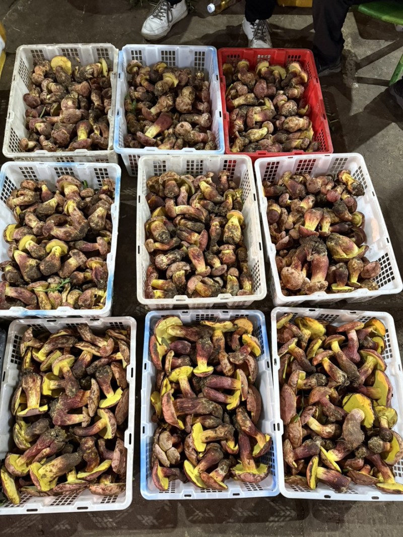 见手青红葱牛肝菌干片鲜货野生菌