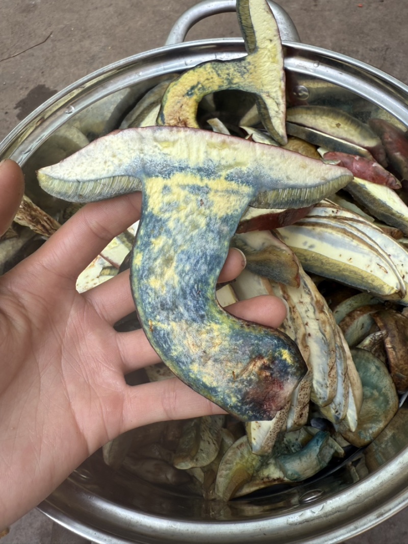 见手青红葱牛肝菌干片鲜货野生菌