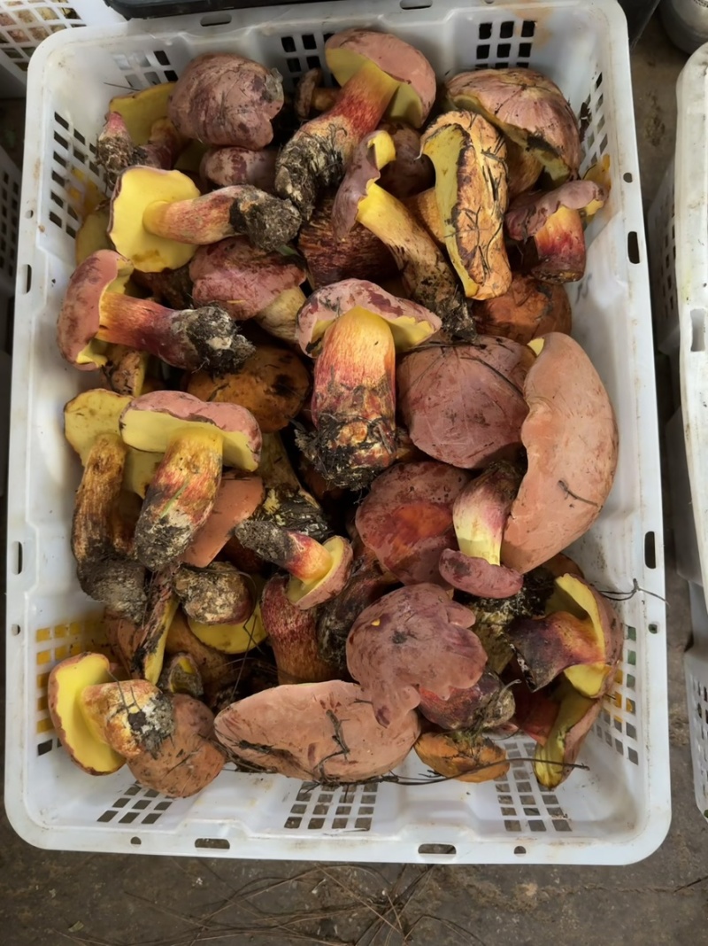 见手青红葱牛肝菌干片鲜货野生菌
