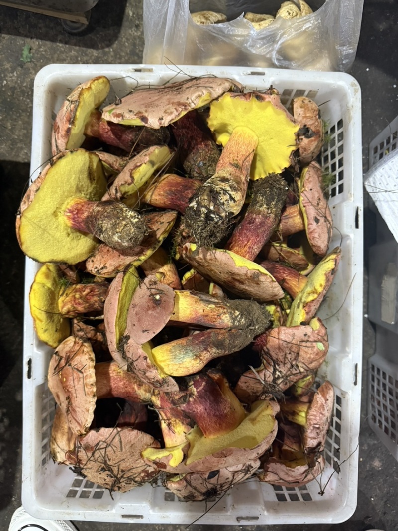 见手青红葱牛肝菌干片鲜货野生菌