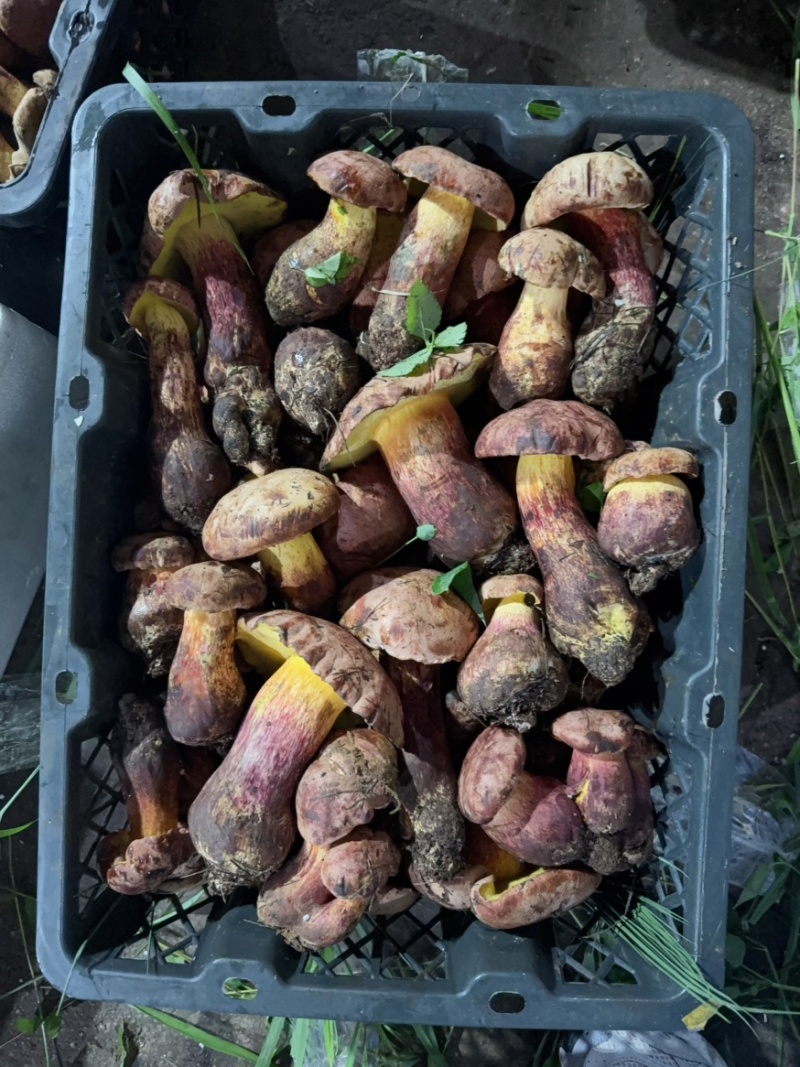 见手青红葱牛肝菌干片鲜货野生菌
