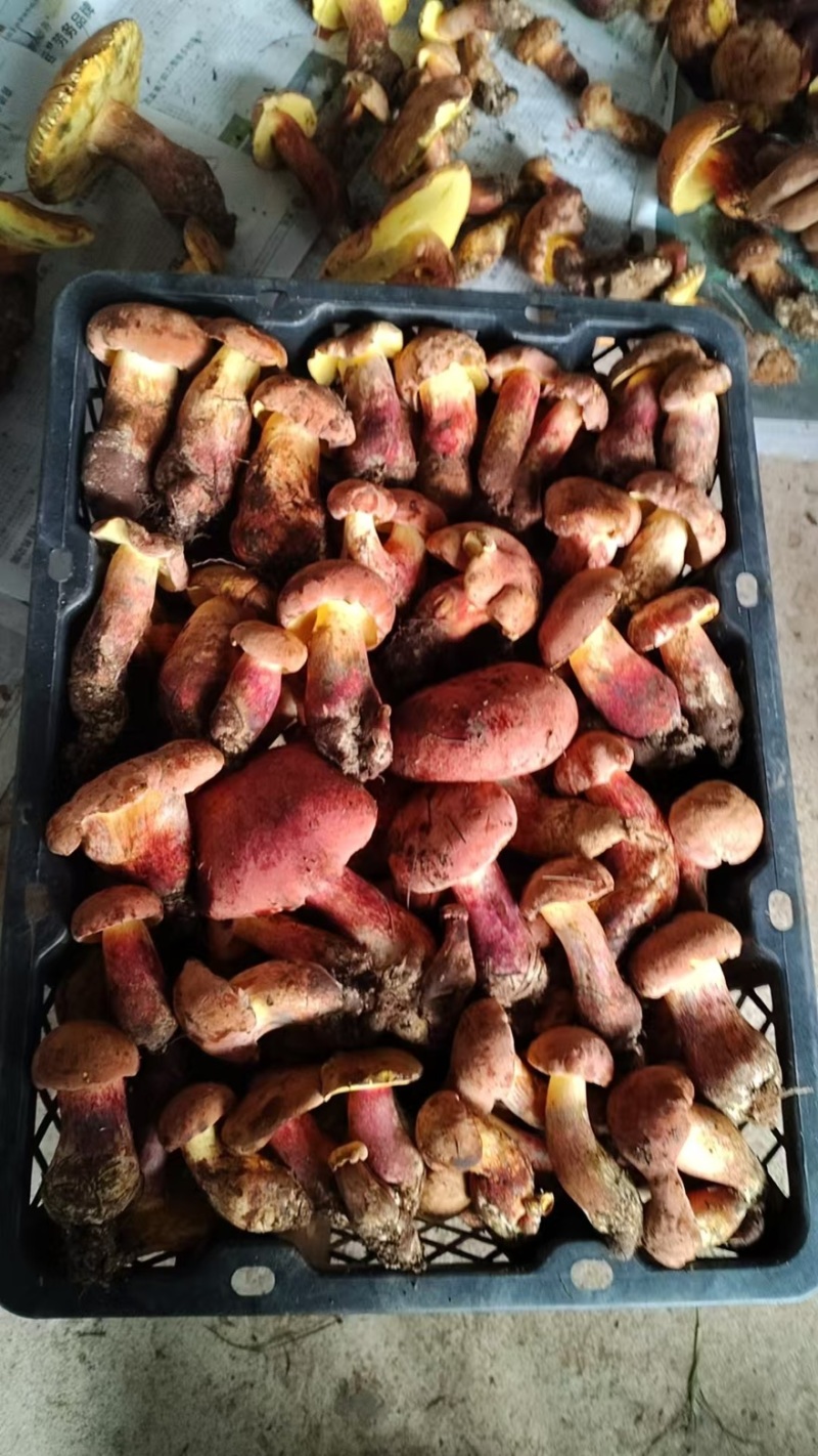 见手青红葱牛肝菌干片鲜货野生菌