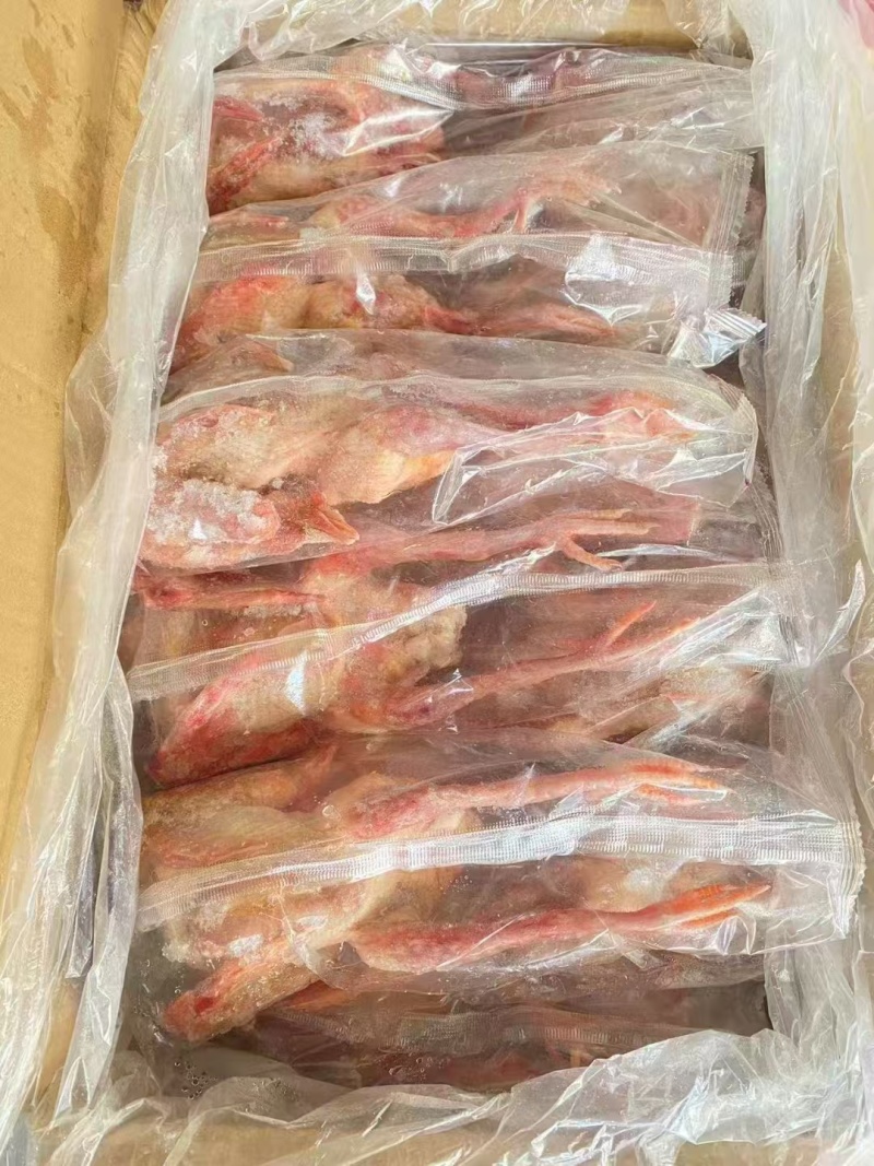 鸽子厂里新货质量好规格齐全一级二级长期有货