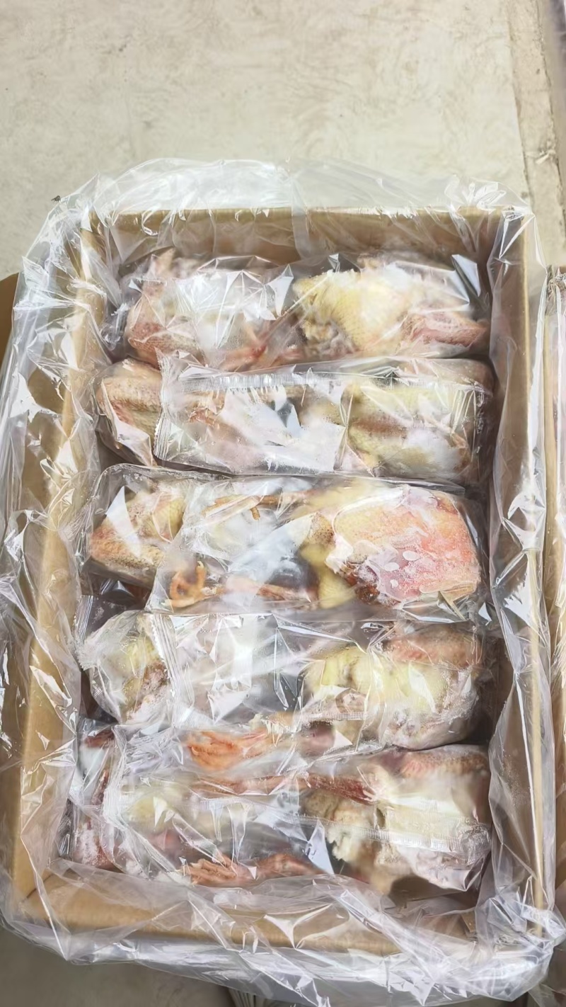 鸽子厂里新货质量好规格齐全一级二级长期有货