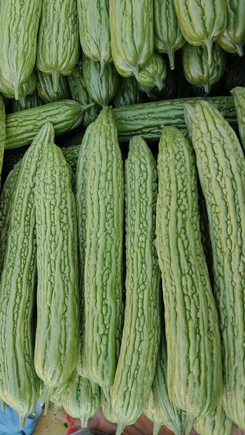 苦瓜