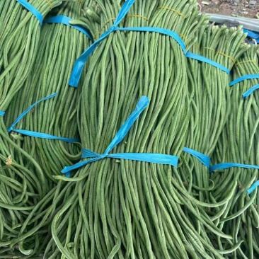 豆角**青条豆角**大量有货