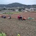 四川绵阳三台花园涪陵麦冬一手无琉货源保质保量欢迎咨询