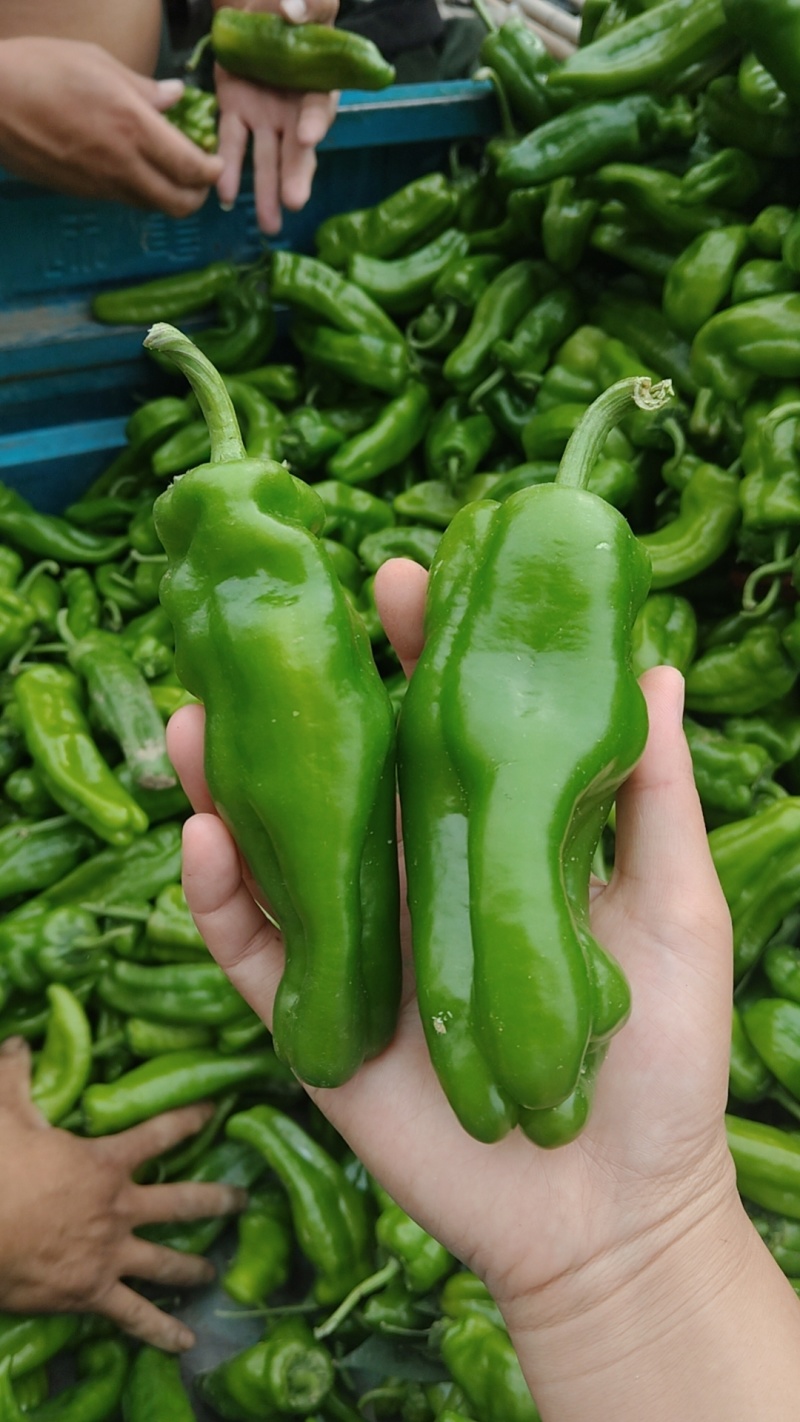 泡椒