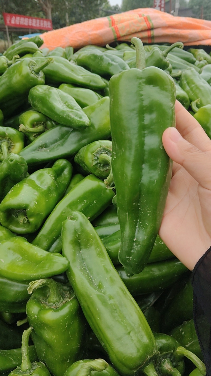 泡椒