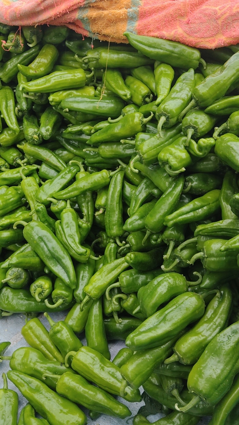泡椒