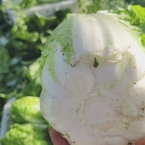 黄心娃娃菜