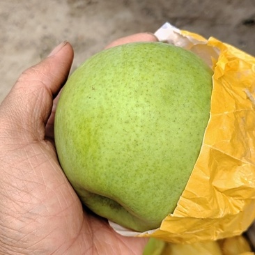 砀山梨