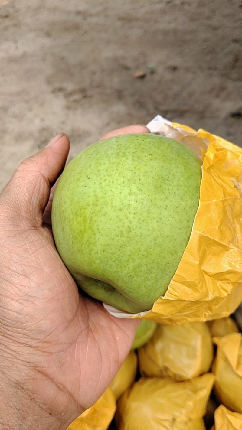 砀山梨